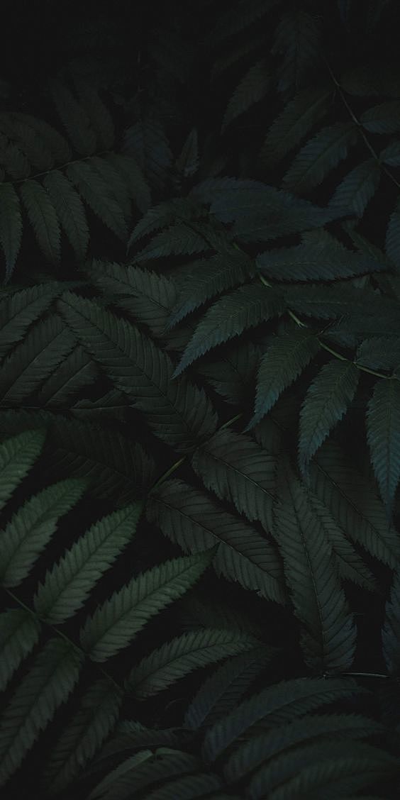 Hintergründe