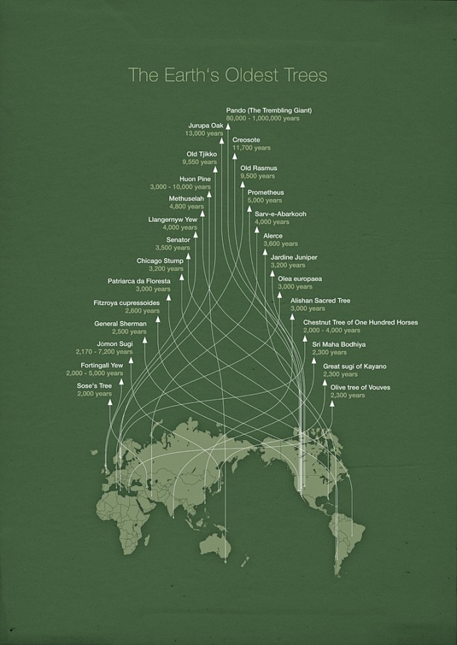 Earth’s Oldest Trees...