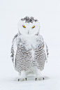 fairy-wren:

(via 500px / Evil Snowy Owl Staredown by Daniel Cadieux)
