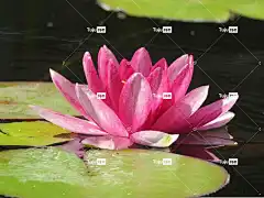 水中百合 玫瑰 花卉 池塘 Mac壁纸 酷背景 Windows壁纸