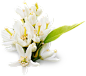tangerine_flower2.png (185×163) 花瓣 白花