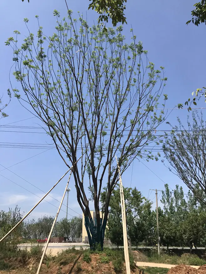丛生黄连木 -花瓣网