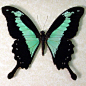 Papilio Phorcas EXOTIC FRAMED BUTTERFLY FROM AFRICA