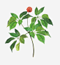 三七中医药材免扣