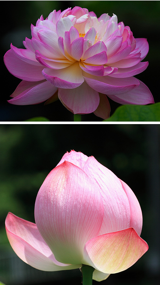 当轩对樽酒，四面芙蓉开