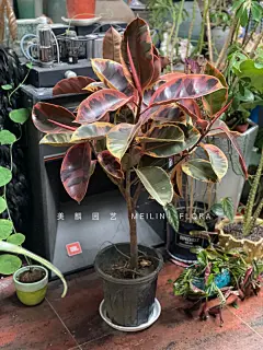 花叶红关公养护科普 - 小红书