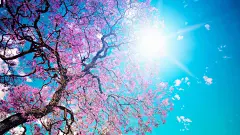 春天,树,樱桃,光,天空风景,桌面壁纸