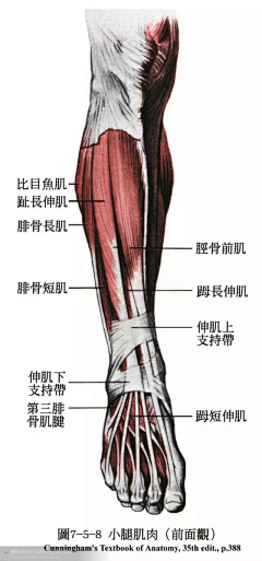 半胧月采集到人体（整体+局部）