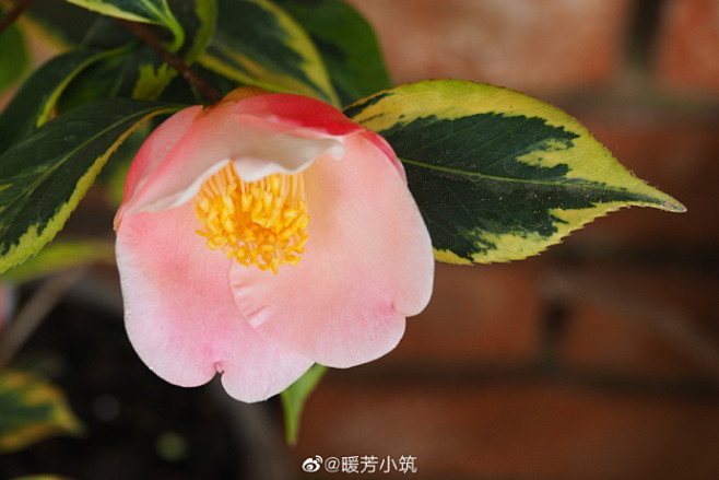 日本茶花今年的第二朵茶花锦叶西王母无修图无滤镜然而实物还是要比