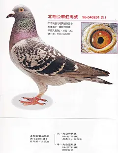 116賽鴿網