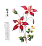 耧斗菜(columbine)：本种花姿娇小玲珑，花色明快，适应性强，宜成片植于草坪上、疏林下，春天草地上开满星星点点小黄花，野趣盎然，也宜洼地、溪边等潮湿处作地被覆盖。花语：必定要得手，坚持要得胜。