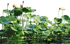 荷花4