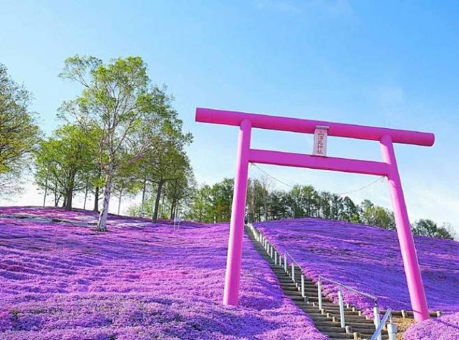 東藻琴芝桜公園 景观设计欣赏 #设计创意...