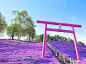 東藻琴芝桜公園 景观设计欣赏 #设计创意大爆炸# ​​​​