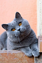 British blue shorthair