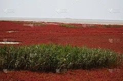 盘锦,红海滩,农业,环境,复古风格,草,中国,植物,河流,户外