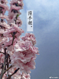 【观赏桃】49品种大赏【第六辑】帚桃系 ​​​​