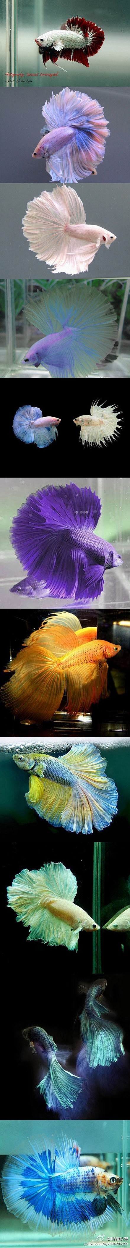 Fancy Fishies!http:/...