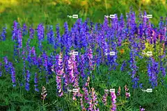 春天 花朵 花壁纸 三叶草 花卉背景 自然 美丽的花朵 草本植物