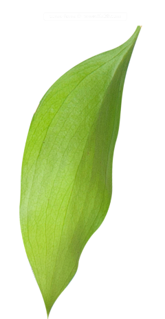 哆啦朵拉~采集到花叶
