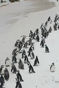 呆萌企鹅高清素材摄影