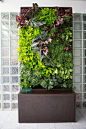 Add a Lush Wall Garden to Your Home or Office with Our Auto-Irrigated Vertical Wall Garden Systems. Just Add Potted Plants! Order Today!