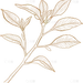 植物系列插画风茶叶线描元素