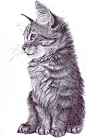 【猫之插画图集下载】绘画动画素描水彩手绘临摹案例