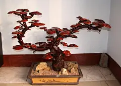 2016灵芝盆景图片大全