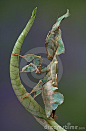 Ghost mantis on leaf