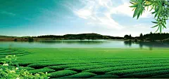 茶园背景高清素材 中国风 山水 海报banner 茉莉花 茶园背景 背景 设计图片 免费下载