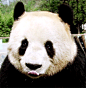 #会动的zoo#围观滚滚吐舌头合辑~(。＞ω<)ノ゛。☆