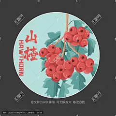 手绘山楂