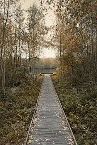 森林中的木板路