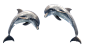 PNGPIX-COM-Dolphin-Transparent-PNG-Image