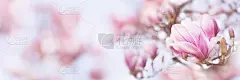 木兰在春天开花