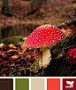 mushroomed autumn
