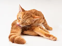 点击来源直接获取大图文件 |红猫在白色背景下舔尾巴