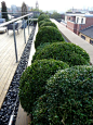 Roof Garden, Manchester by Barnes Walker Landscape Architects, Manchester : The client was keen to breathe new life into three under-used roof spaces of this prominent Manchester building. Barnes Walker created three roof terraces using a striking mix of 