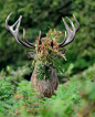 “  A red deer stag having a little trouble with some foliage, but winning second place. William Richardson, U.K.”