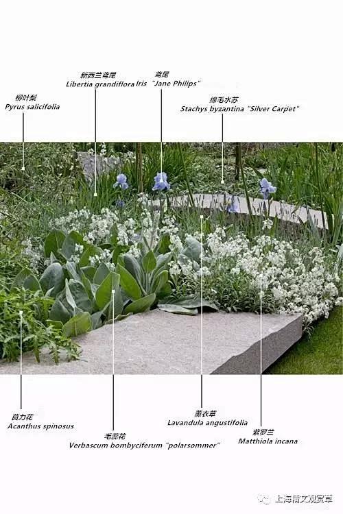 花境配置植物解析https://mp.weixin.qq.com/s/nBqdw4gPojc6dSDyWfV_-w