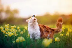 点击来源直接获取大图文件 |blue a butterfly came and sat on the nose a cute furry cat on a summer Sunny blooming meadow