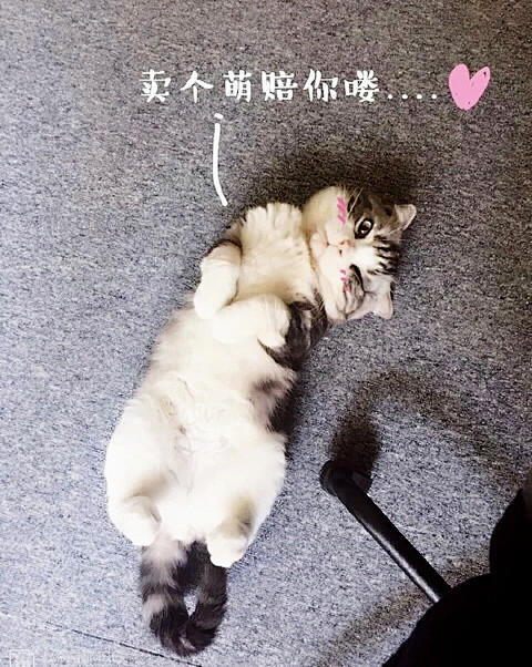 不信萌不翻你
