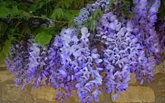 紫藤花高清壁纸壁纸图片 - 花卉壁纸 - 小米辣素材网_免费素材下载的素材网-集素材大全网站素材之精华