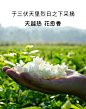 茉莉花茶2020新茶广西横县茉莉花干花泡茶孕妇顺产茉莉花苞茶花茶-tmall.com天猫