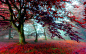 autumn nature trees wallpaper (#2432285) / Wallbase.cc