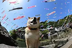 泪目！16岁柴犬北登去世，你的表情包里肯定有它...