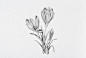 Camphora : Mexican eco-luxe skincare. Worked at Menta