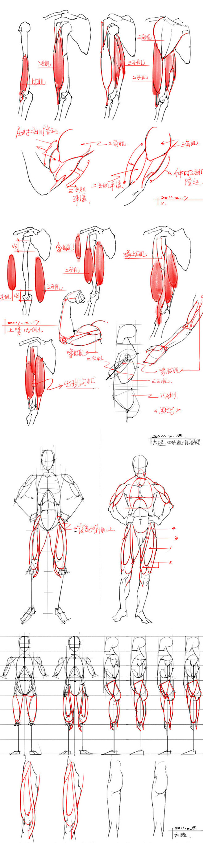 741 艺用人体结构骨骼比例线稿手绘原画...