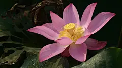 荷花_莲花_水华_水芝_荷花飘香_芙蕖_水芙蓉_Flickr壁纸_摇曳荷花_桌面壁纸_爱壁纸HD